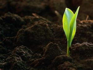 Kiváló minőségű talajkeverékeket (csernozjom) értékesítő vállalkozás